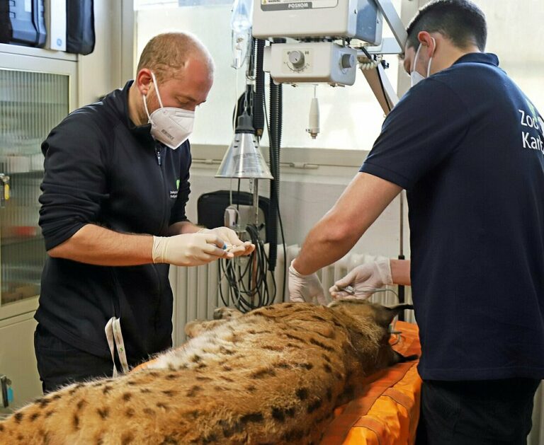 Frosch, Eisbär und Elefant beim Zootierarzt ist jeder Tag eine