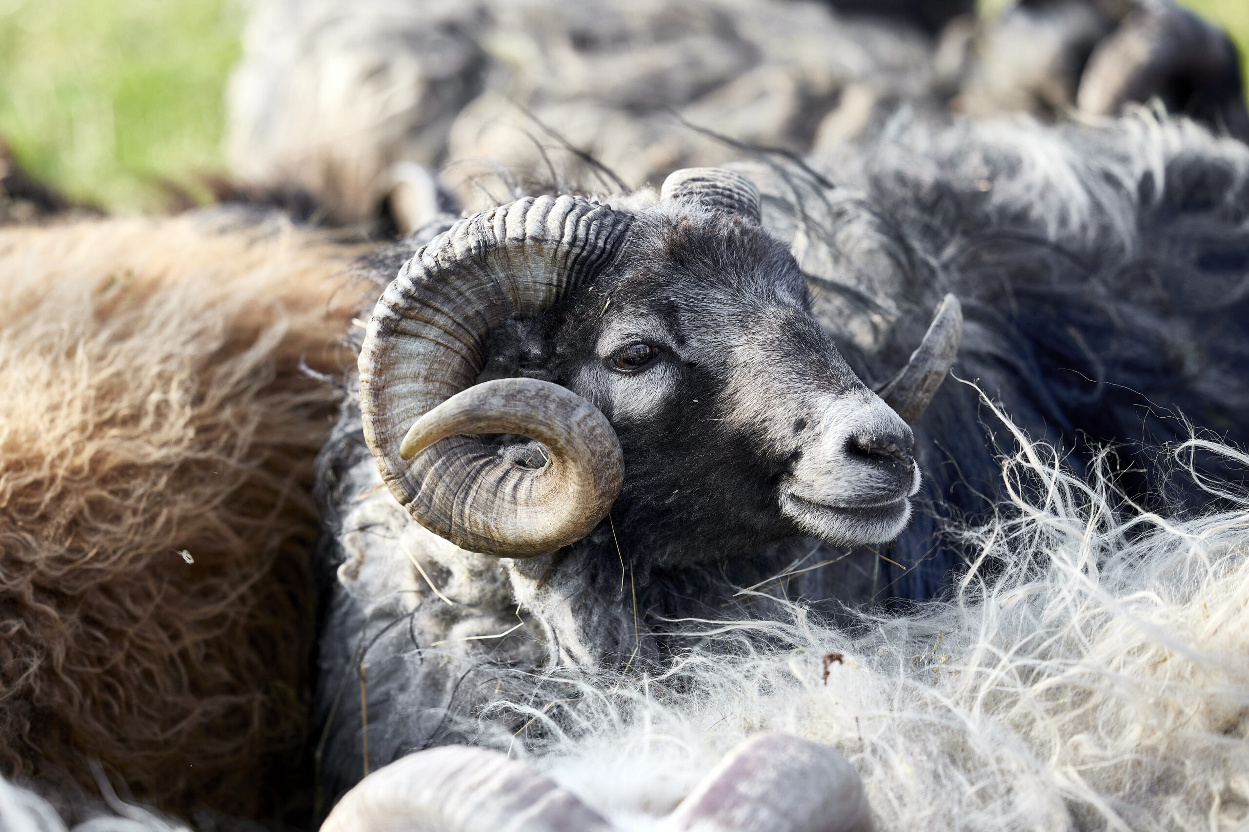 “Wollzeit” – Work-Life-Balance aus Sicht eines klugen Schafes