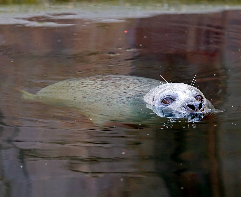 Seehündin Gina gestorben – Zoo Karlsruhe verliert eines seiner ältesten Tiere