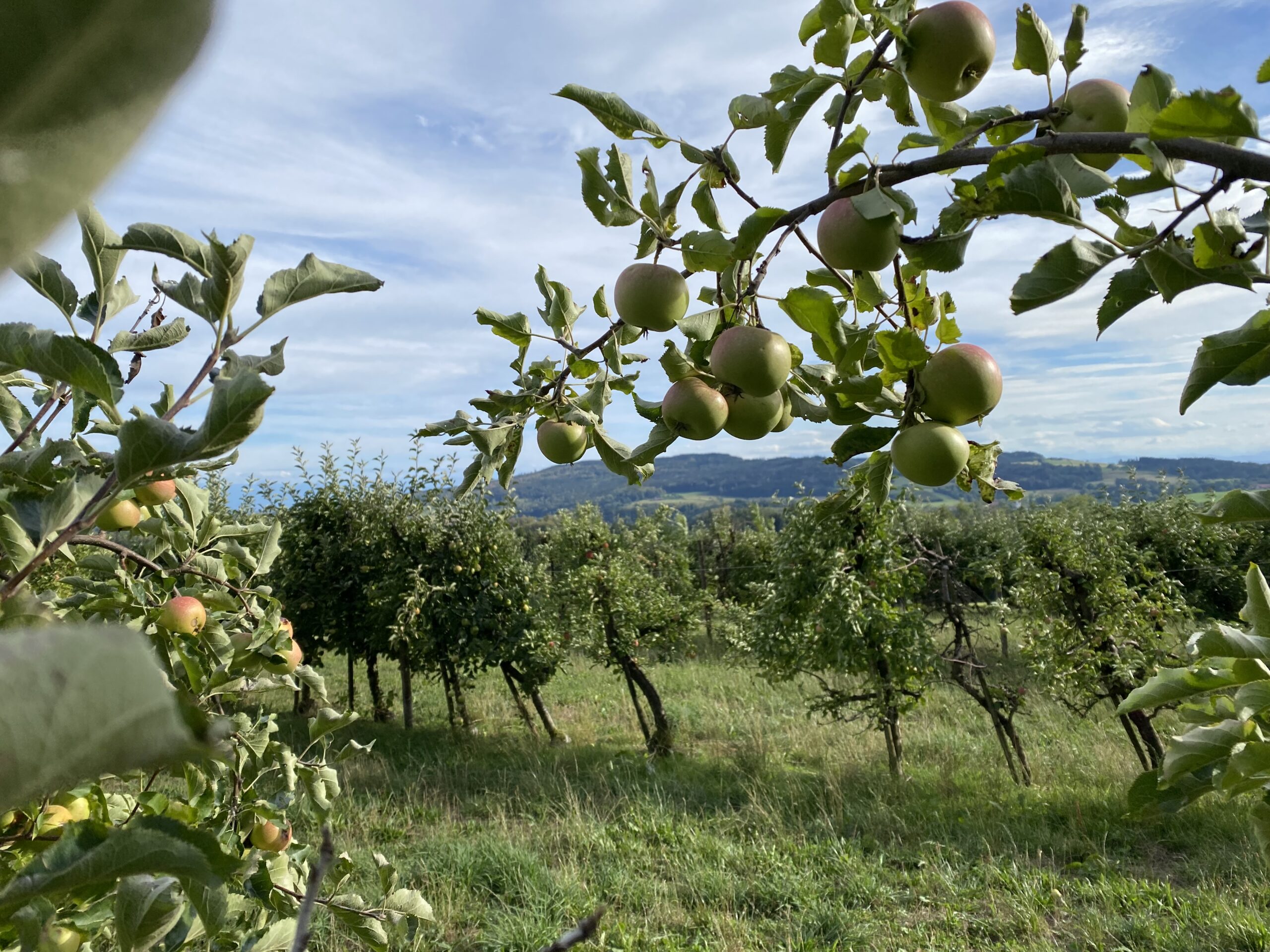 Was kostet ein guter Apfel?